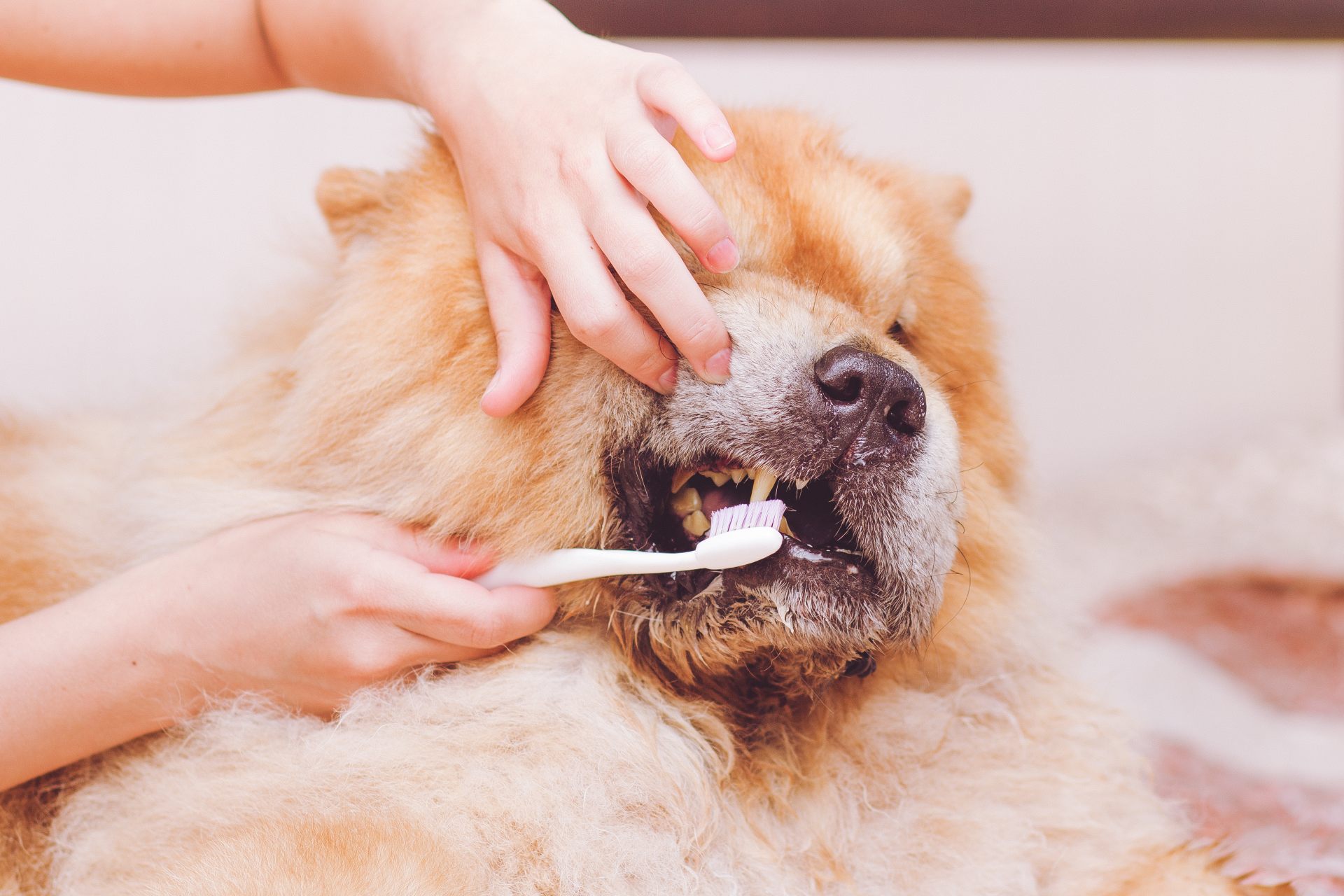 Dog getting teeth brushed during a dental cleaning