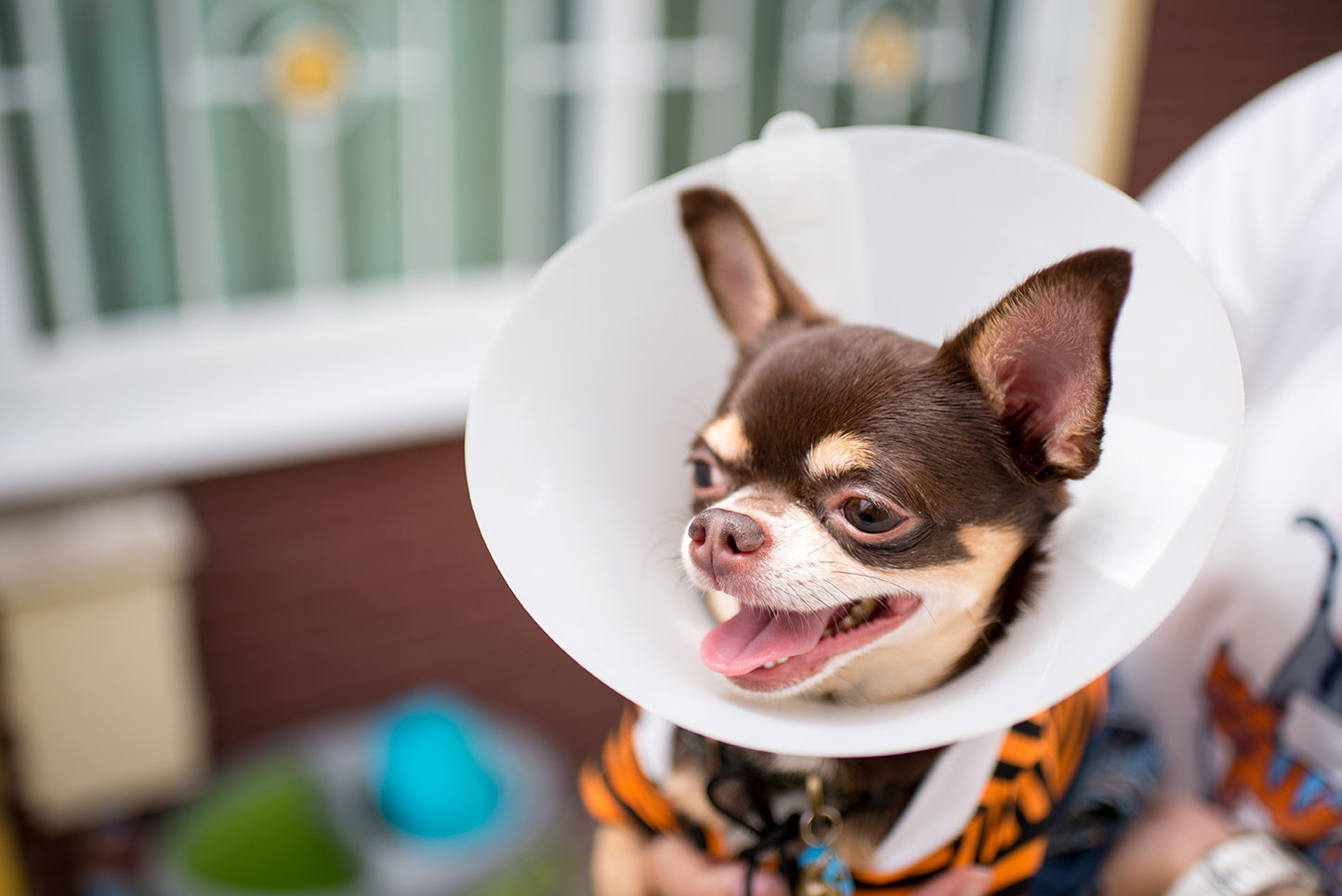Dog recovering comfortably after soft tissue surgery