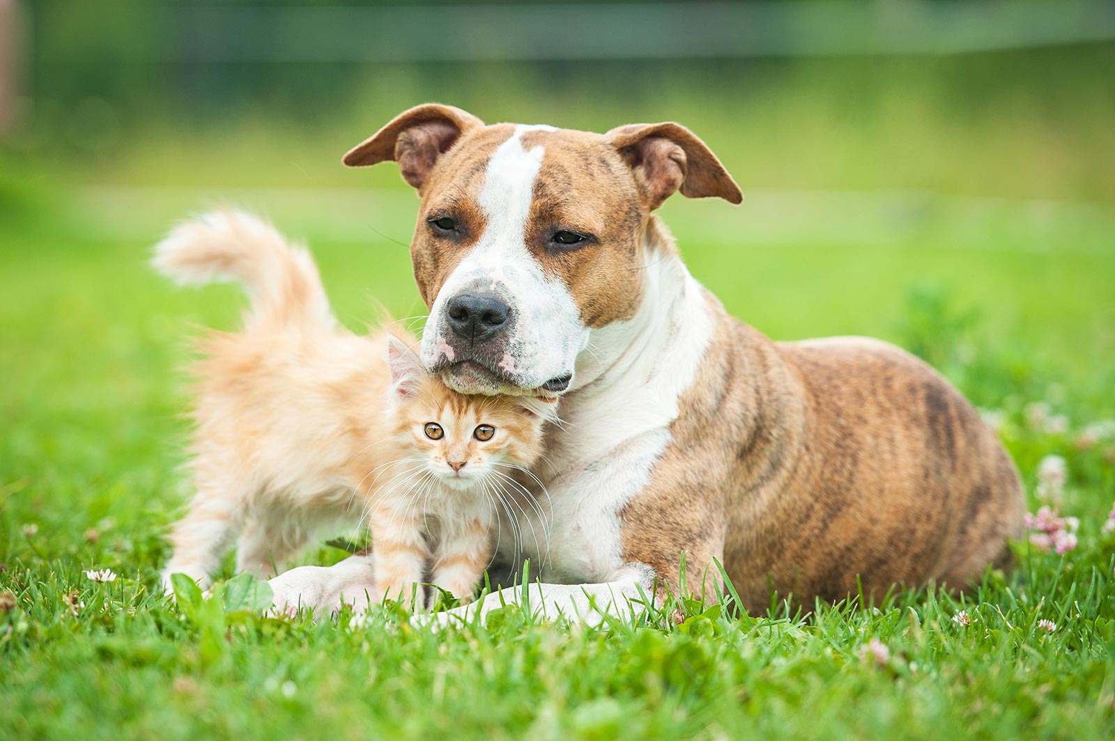 Dog and cat relaxing on grass after a wellness exam