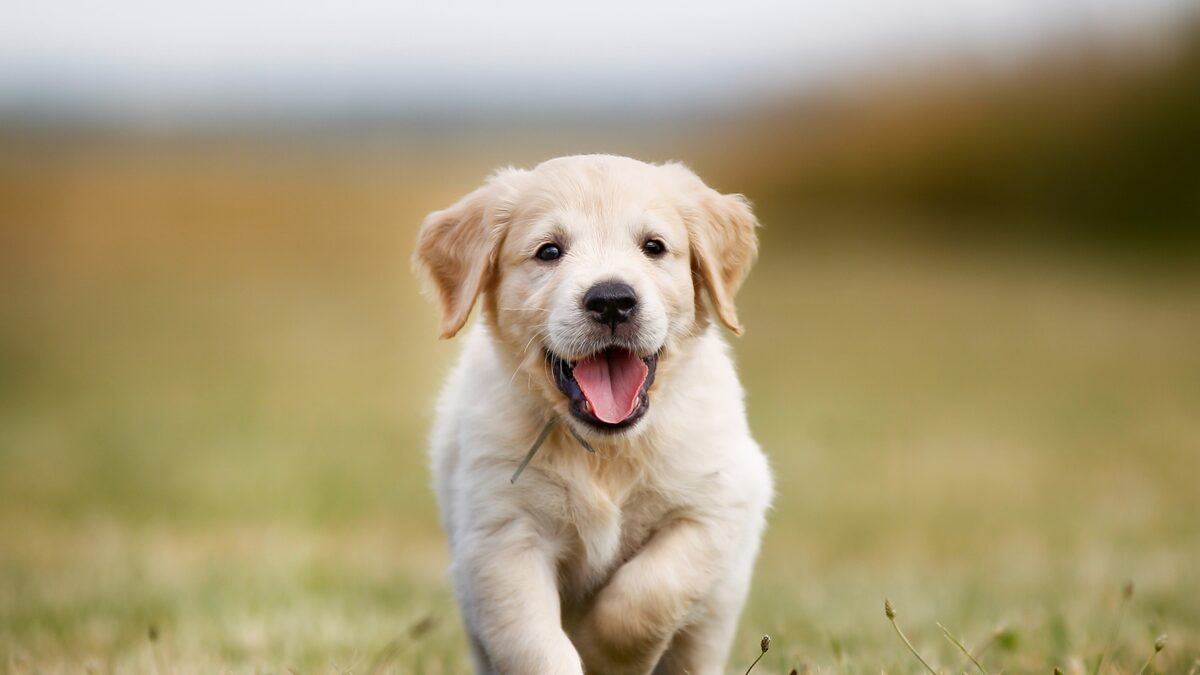 Puppy walking happily with its owner